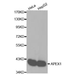 Western blot - APEX1 Antibody from Signalway Antibody (32167) - Antibodies.com