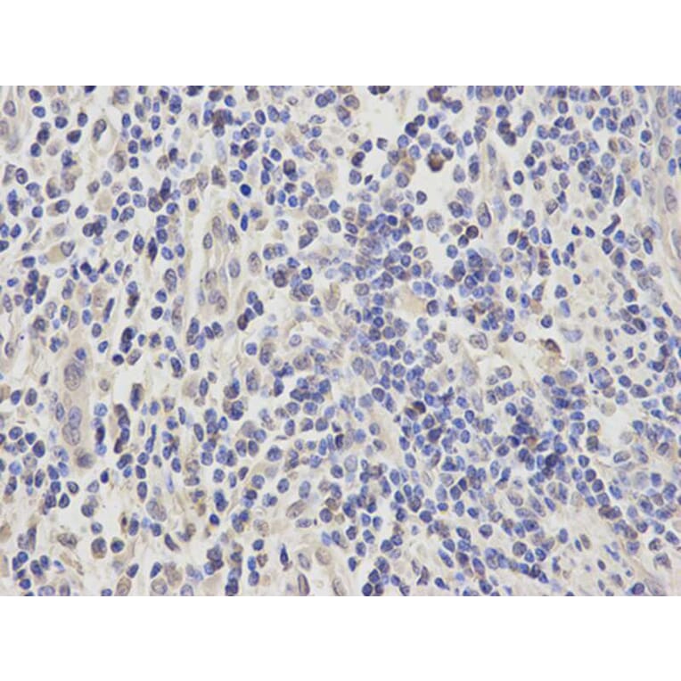 Immunohistochemistry - APEX1 Antibody from Signalway Antibody (32167) - Antibodies.com