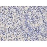 Immunohistochemistry - APEX1 Antibody from Signalway Antibody (32167) - Antibodies.com