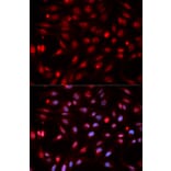 Immunofluorescence - APEX1 Antibody from Signalway Antibody (32167) - Antibodies.com