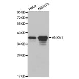 Western blot - ANXA1 Antibody from Signalway Antibody (32168) - Antibodies.com
