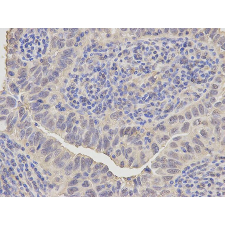 Immunohistochemistry - ANXA1 Antibody from Signalway Antibody (32168) - Antibodies.com