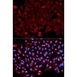 Immunofluorescence - ANXA1 Antibody from Signalway Antibody (32168) - Antibodies.com