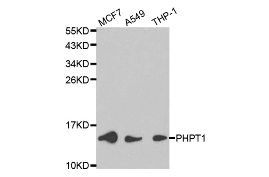Western blot - PHPT1 Antibody from Signalway Antibody (32170) - Antibodies.com
