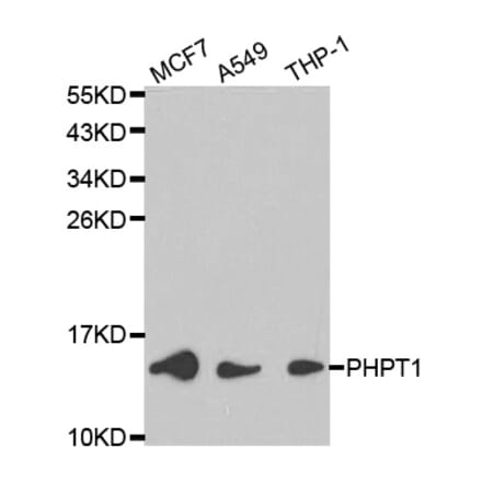 Western blot - PHPT1 Antibody from Signalway Antibody (32170) - Antibodies.com