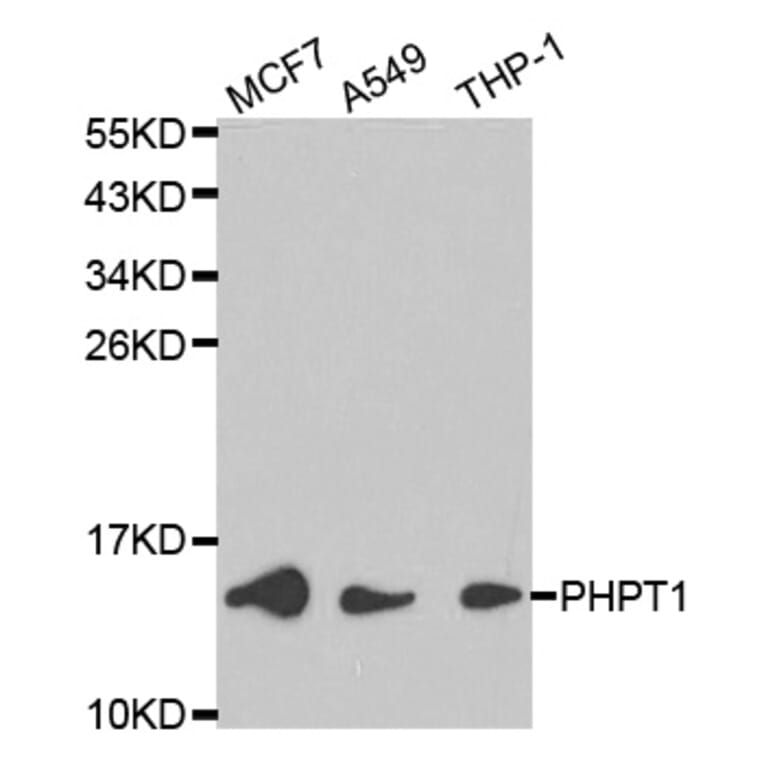 Western blot - PHPT1 Antibody from Signalway Antibody (32170) - Antibodies.com