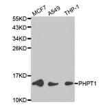Western blot - PHPT1 Antibody from Signalway Antibody (32170) - Antibodies.com