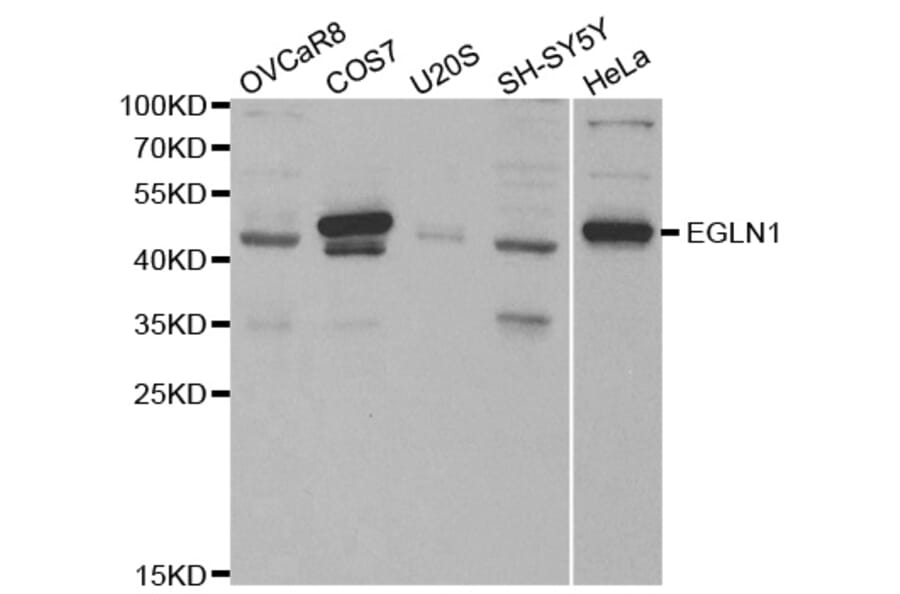 Western blot - EGLN1 Antibody from Signalway Antibody (32185) - Antibodies.com