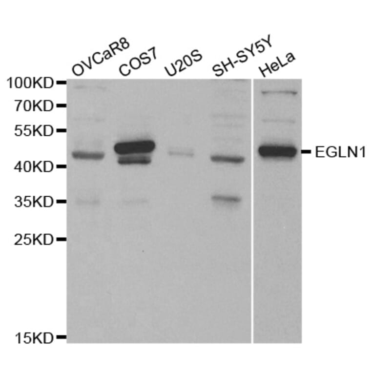 Western blot - EGLN1 Antibody from Signalway Antibody (32185) - Antibodies.com