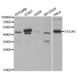 Western blot - EGLN1 Antibody from Signalway Antibody (32185) - Antibodies.com