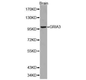 Western blot - GRIA3 Antibody from Signalway Antibody (32191) - Antibodies.com