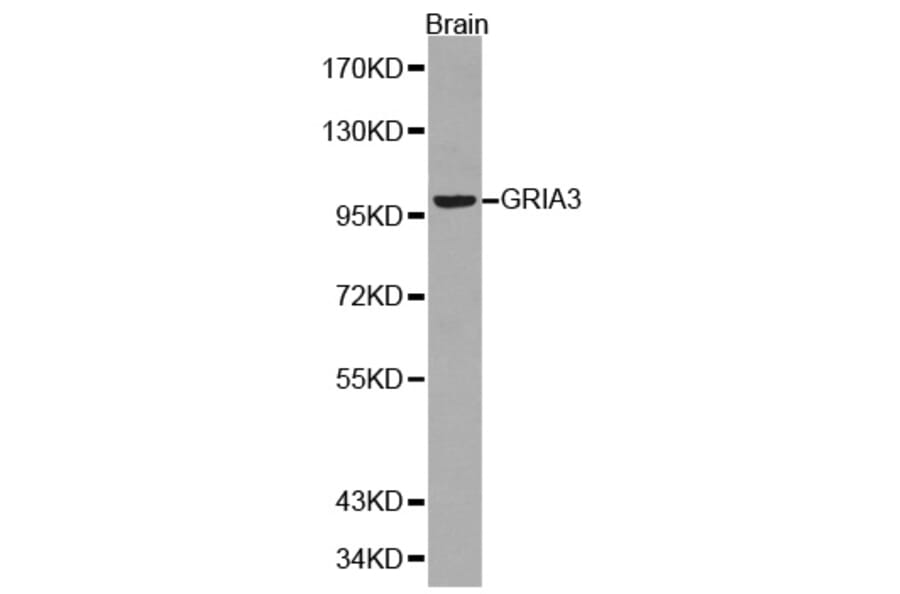Western blot - GRIA3 Antibody from Signalway Antibody (32191) - Antibodies.com