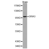 Western blot - GRIA3 Antibody from Signalway Antibody (32191) - Antibodies.com