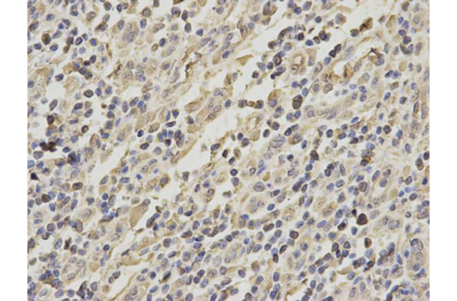 Immunohistochemistry - GRIA3 Antibody from Signalway Antibody (32191) - Antibodies.com