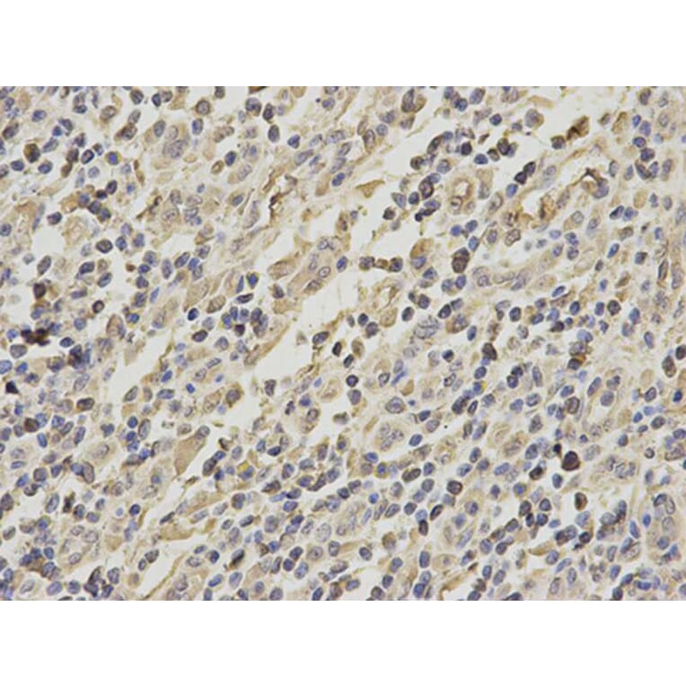 Immunohistochemistry - GRIA3 Antibody from Signalway Antibody (32191) - Antibodies.com