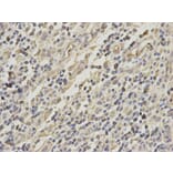 Immunohistochemistry - GRIA3 Antibody from Signalway Antibody (32191) - Antibodies.com