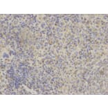 Immunohistochemistry - GRIA3 Antibody from Signalway Antibody (32191) - Antibodies.com