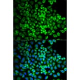 Immunofluorescence - GRIA3 Antibody from Signalway Antibody (32191) - Antibodies.com