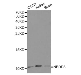 Western blot - NEDD8 Antibody from Signalway Antibody (32194) - Antibodies.com