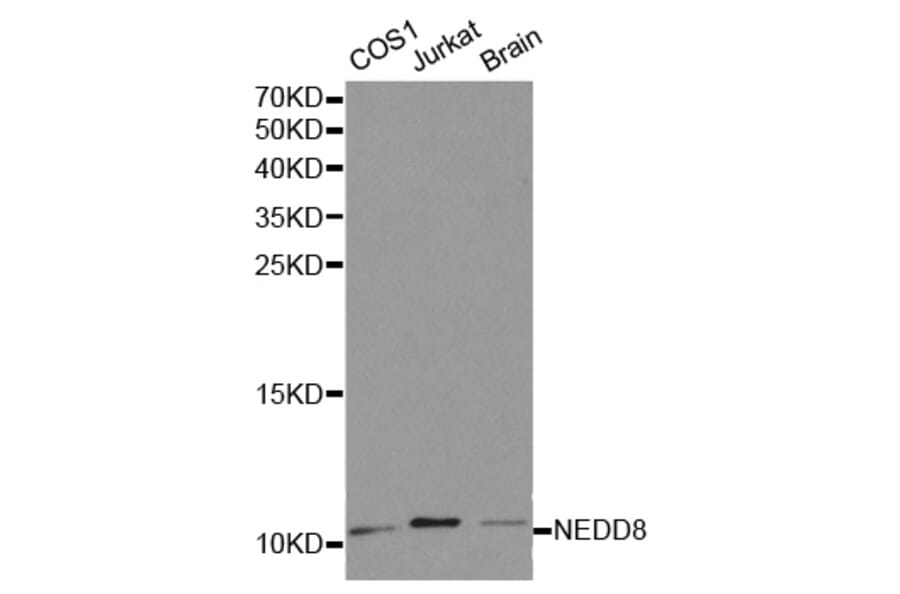 Western blot - NEDD8 Antibody from Signalway Antibody (32194) - Antibodies.com
