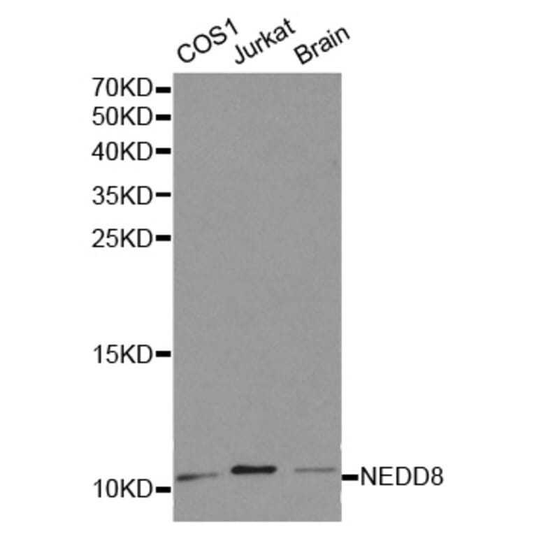 Western blot - NEDD8 Antibody from Signalway Antibody (32194) - Antibodies.com