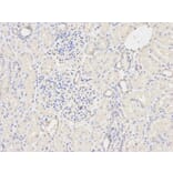 Immunohistochemistry - GSTM2 Antibody from Signalway Antibody (32228) - Antibodies.com