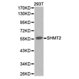 Western blot - SHMT2 Antibody from Signalway Antibody (32233) - Antibodies.com