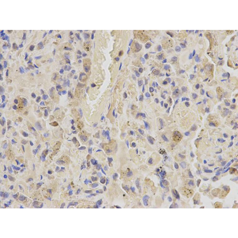 Immunohistochemistry - SHMT2 Antibody from Signalway Antibody (32233) - Antibodies.com