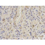 Immunohistochemistry - SHMT2 Antibody from Signalway Antibody (32233) - Antibodies.com