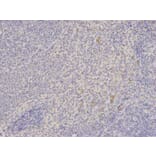 Immunohistochemistry - SHMT2 Antibody from Signalway Antibody (32233) - Antibodies.com