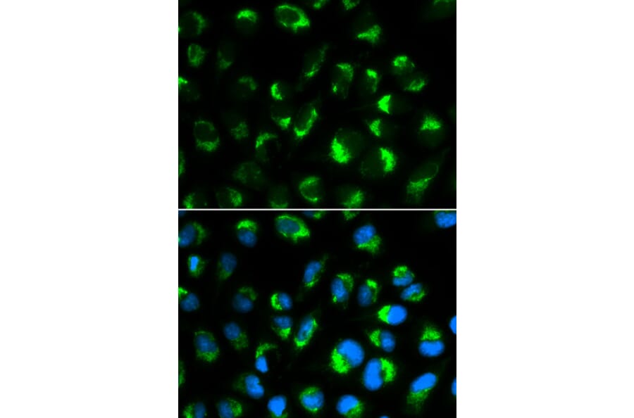 Immunofluorescence - SHMT2 Antibody from Signalway Antibody (32233) - Antibodies.com