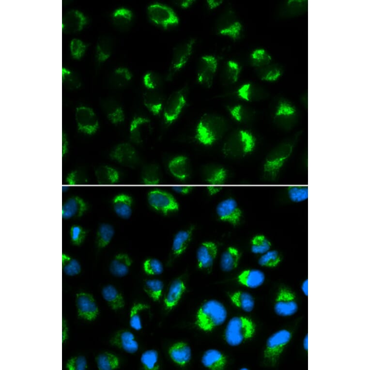Immunofluorescence - SHMT2 Antibody from Signalway Antibody (32233) - Antibodies.com