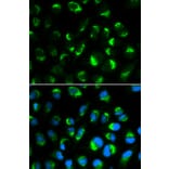 Immunofluorescence - SHMT2 Antibody from Signalway Antibody (32233) - Antibodies.com