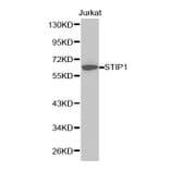 Western blot - STIP1 Antibody from Signalway Antibody (32236) - Antibodies.com