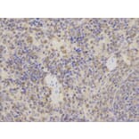 Immunohistochemistry - STIP1 Antibody from Signalway Antibody (32236) - Antibodies.com