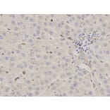 Immunohistochemistry - STIP1 Antibody from Signalway Antibody (32236) - Antibodies.com