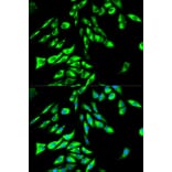Immunofluorescence - STIP1 Antibody from Signalway Antibody (32236) - Antibodies.com