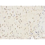 Immunohistochemistry - ALDH2 Antibody from Signalway Antibody (32241) - Antibodies.com