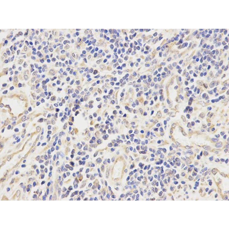 Immunohistochemistry - ALDH2 Antibody from Signalway Antibody (32241) - Antibodies.com