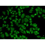 Immunofluorescence - ALDH2 Antibody from Signalway Antibody (32241) - Antibodies.com