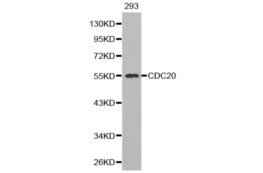 Western blot - CDC20 Antibody from Signalway Antibody (32246) - Antibodies.com