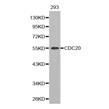 Western blot - CDC20 Antibody from Signalway Antibody (32246) - Antibodies.com