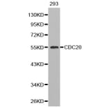 Western blot - CDC20 Antibody from Signalway Antibody (32246) - Antibodies.com