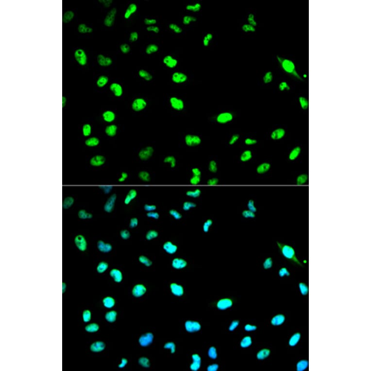 Immunofluorescence - CDC20 Antibody from Signalway Antibody (32246) - Antibodies.com