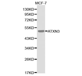 Western blot - ATXN3 Antibody from Signalway Antibody (32253) - Antibodies.com