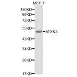 Western blot - ATXN3 Antibody from Signalway Antibody (32253) - Antibodies.com