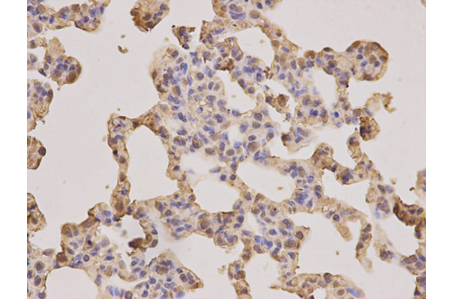 Immunohistochemistry - PSMA3 Antibody from Signalway Antibody (32255) - Antibodies.com