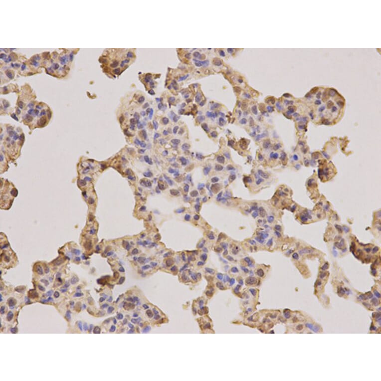Immunohistochemistry - PSMA3 Antibody from Signalway Antibody (32255) - Antibodies.com