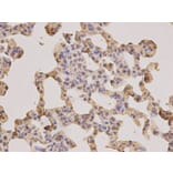 Immunohistochemistry - PSMA3 Antibody from Signalway Antibody (32255) - Antibodies.com