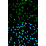 Immunofluorescence - PSMA3 Antibody from Signalway Antibody (32255) - Antibodies.com